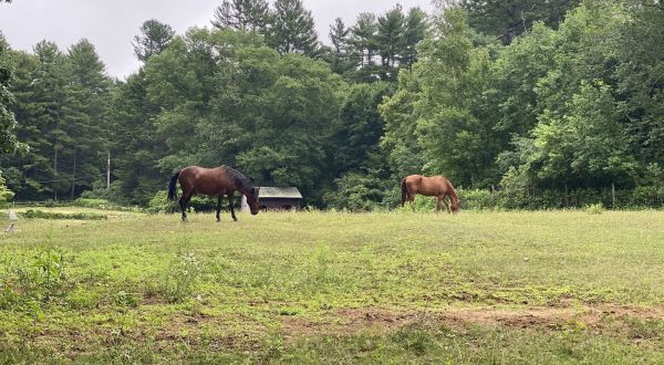 Follow Kettlehole Trail In Massachussetts Past Beautiful Meadows And Horse Pastures