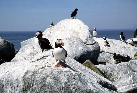 Maine's Atlantic Puffins Are Adorable To See On This Unique Scenic Boat Tour