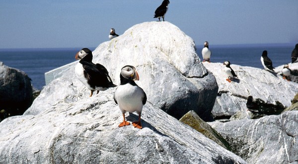 Maine’s Atlantic Puffins Are Adorable To See On This Unique Scenic Boat Tour