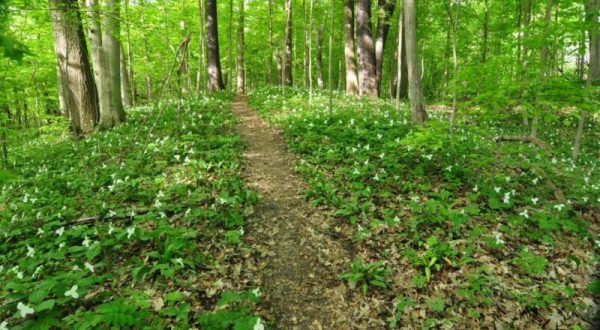 Edna W. Spurgeon Woodland Reserve, An Old-Growth Forest Reserve In Indiana, Will Be In Full Bloom Soon And It’s An Extraordinary Sight To See