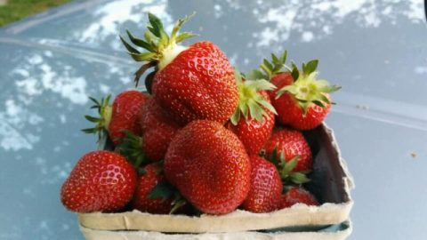 Pick Your Own Strawberries At This Charming Farm Hiding In Indiana