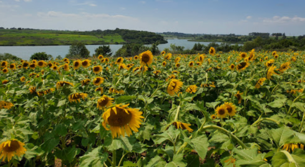 Take This Road Trip To The 5 Most Eye-Popping Sunflower Fields In Iowa