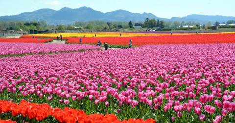The 7 Most Gorgeous Springtime Destinations In All Of Washington