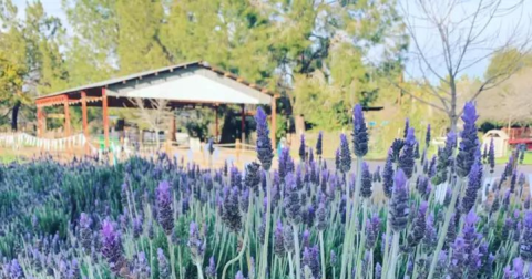 You'll Want To Visit Schnepf Farms, A Dreamy Wildflower Farm In Arizona This Spring