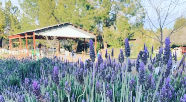 You’ll Want To Visit Schnepf Farms, A Dreamy Wildflower Farm In Arizona This Spring