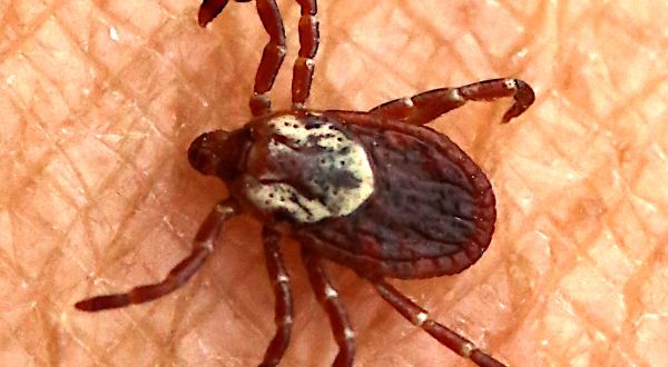 The World’s Deadliest Tickborne Disease Is Prevalent In North Carolina And Here’s What You Need To Know