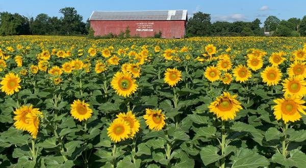Get Lost In 100,000 Beautiful Sunflower Plants At Frederick Farms In New York