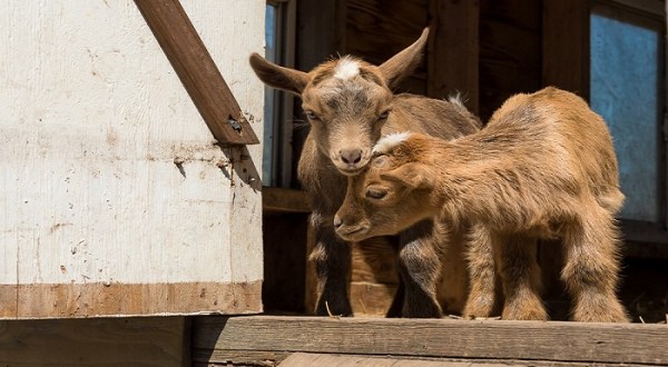 You’ll Never Forget A Visit To Rustic Road Farm, A One-Of-A-Kind Farm Filled With Baby Goats In Illinois