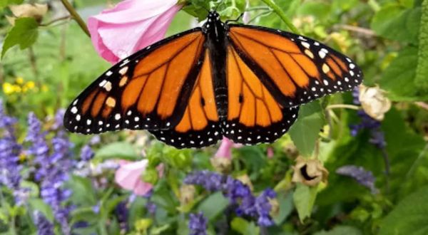 The Butterfly Garden In Maine That’s The Perfect Family Destination