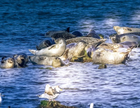 Spot Adorable Seals Hanging Out At The Beach In New Jersey At Sandy Hook