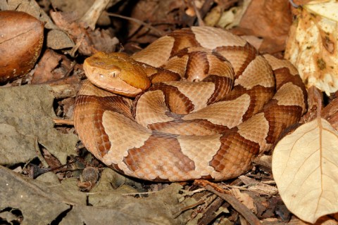 Beware Of Extra Copperheads Out Snacking On Cicadas In New Jersey This Spring.