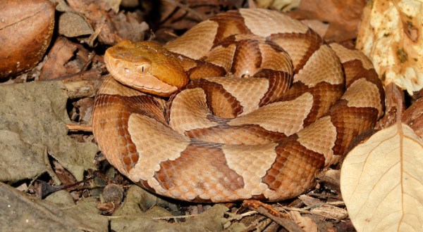 Beware Of Extra Copperheads Out Snacking On Cicadas In New Jersey This Spring.