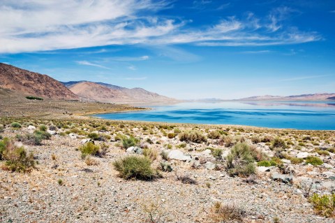 Every Summer, Thousands Of Spiders Take Over Walker Lake In Nevada And It's A Creepy Sight
