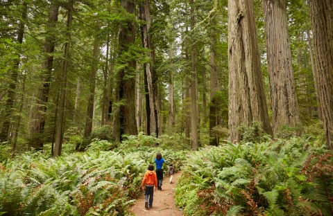 8 Incredible Natural Wonders In Northern California That You Can Witness For Free