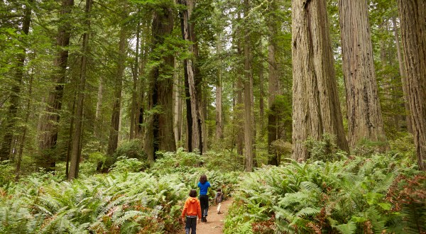 8 Incredible Natural Wonders In Northern California That You Can Witness For Free