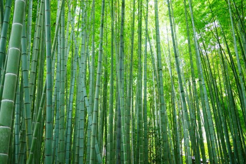 The Bamboo Forest At Oconaluftee Islands Park In North Carolina Is A Must-See Treasure