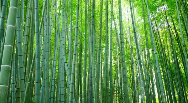 The Bamboo Forest At Oconaluftee Islands Park In North Carolina Is A Must-See Treasure