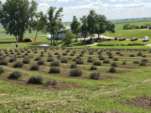 Iowa's Annual Lavender Festival Belongs On Your Bucket List