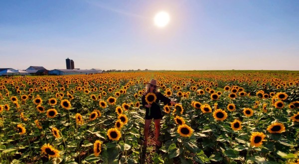 Visiting Iowa’s Upcoming Sunflower Festival In Donnellson Is A Great Summer Activity