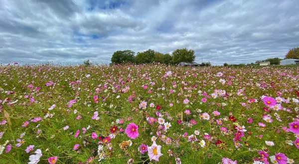 Treat Yourself to Next-Level Glamping In The Middle Of A Stunning Iowa Flower Farm