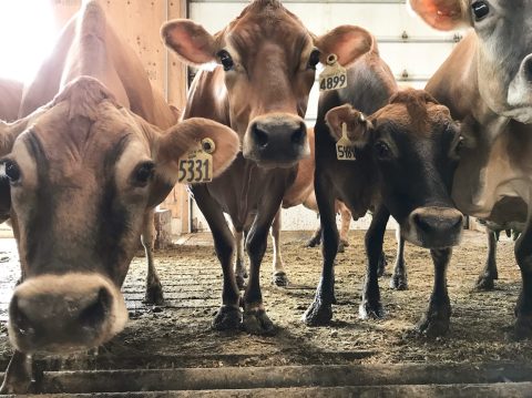 Bottle Feed A Baby Calf In Jones Dairy, An Iowa Farm With Cows, Llamas And More