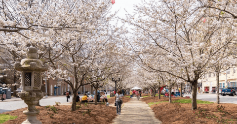 This Lovely Town In Georgia Is Actually The Cherry Blossom Capital Of The World