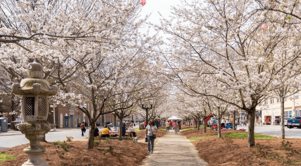 This Lovely Town In Georgia Is Actually The Cherry Blossom Capital Of The World
