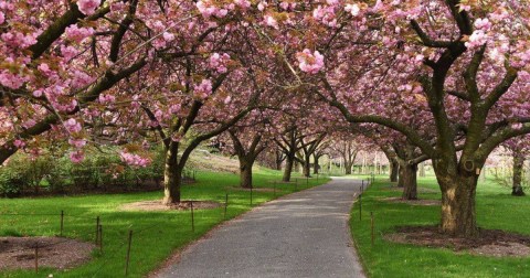 The Brooklyn Botanic Garden Cherry Blossom Festival Will Have Over 100 Trees In Bloom This Spring