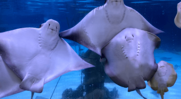 Play With Stingrays At SeaQuest In Colorado For An Adorable Adventure