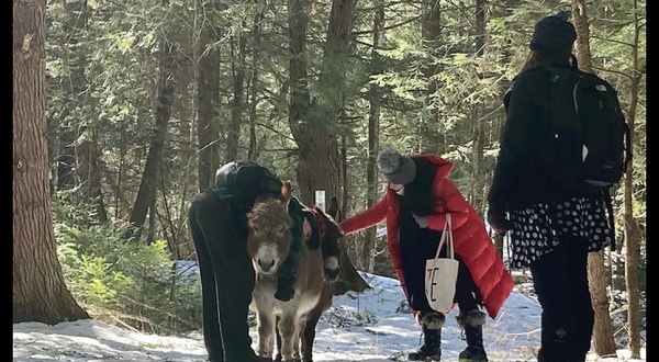 Take A Leisurely Stroll Along The Presumpscot River With A Lovable Donkey On This Unique Maine Outing