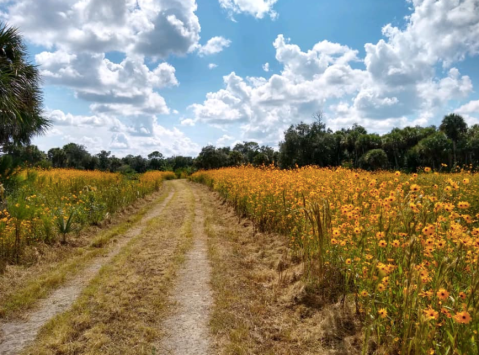 Pepper Ranch, A Nature Preserve In Florida, Is An Extraordinary Sight To See In Full Bloom