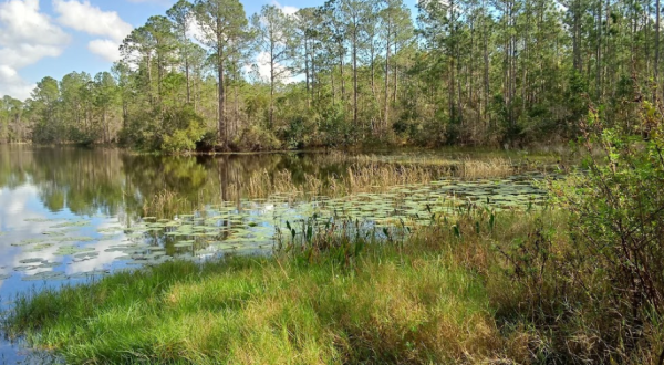 Spot Black Bears & Bald Eagles In Tiger Bay State Forest In Florida