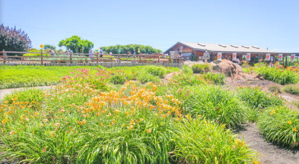 Get Lost In Over 1,200 Beautiful Daylily Varieties At Amador Flower Farm In Northern California