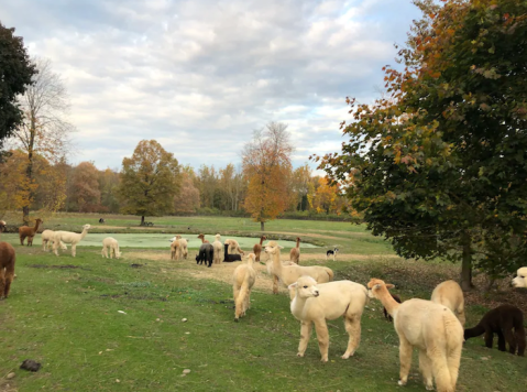 Wake Up To Sweet Alpacas And Angora Bunnies At This Fiber Farm Vacation Cottage In New Jersey
