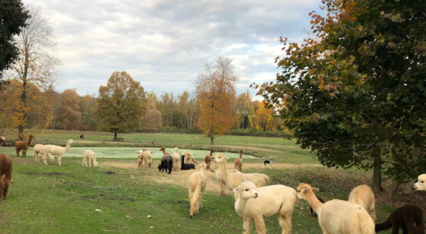 Wake Up To Sweet Alpacas And Angora Bunnies At This Fiber Farm Vacation Cottage In New Jersey