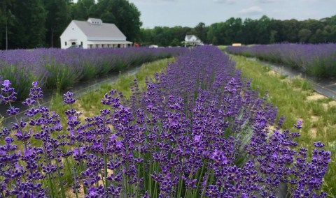 Get Lost In Thousands Of Beautiful Lavender Plants At Sweethaven Lavender In Virginia