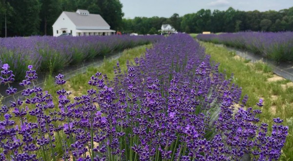 Get Lost In Thousands Of Beautiful Lavender Plants At Sweethaven Lavender In Virginia