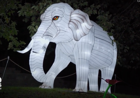 Blank Park Zoo's Wild Lights Festival Will Dazzle Iowa This Spring