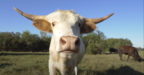 Cuddle The Most Adorable Rescued Farm Animals For Free At Rowdy Girl Sanctuary In Texas