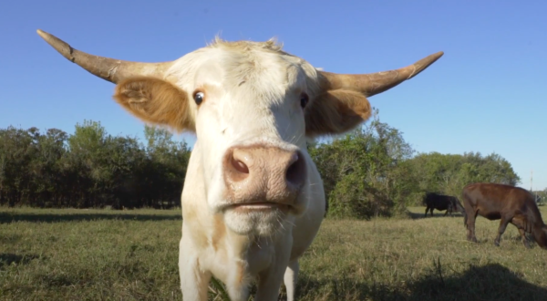 Cuddle The Most Adorable Rescued Farm Animals For Free At Rowdy Girl Sanctuary In Texas