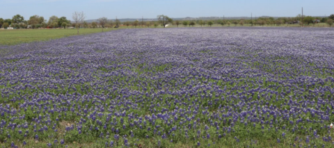 Wildseed Farms, The Nation's Largest Wildflower Farm, Is The Perfect Texas Springtime Destination