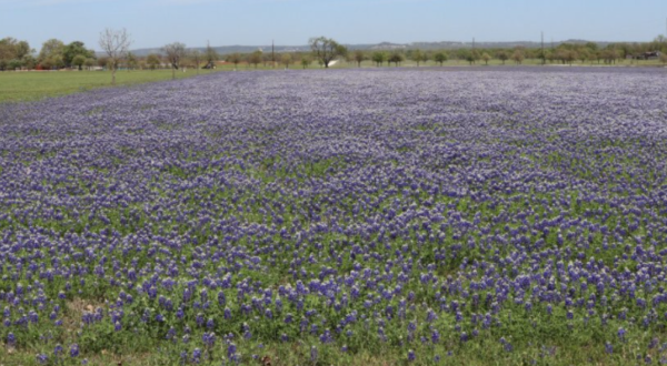 Wildseed Farms, The Nation’s Largest Wildflower Farm, Is The Perfect Texas Springtime Destination