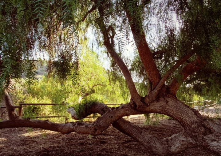 a fallen down tree in Carbon Canyon Regional Park in California