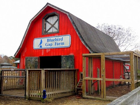 Admission-Free, The Bluebird Gap Farm In Virginia Is The Perfect Day Trip Destination