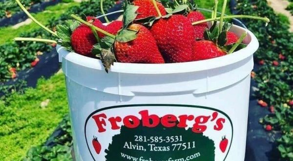 Pick Your Own Strawberries And Meander Through A Sunflower Trail At Froberg’s Farm In Texas