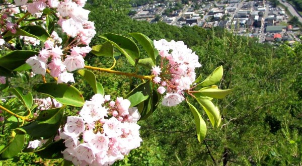 A Trip To Kentucky’s Neverending Wildflower Field Will Make Your Spring Complete