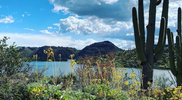 It’s Impossible Not To Love This Breathtaking Wild Flower Trail In Arizona