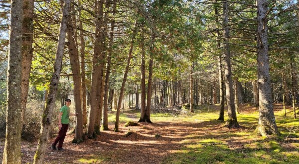 Walk Through A Fairy Tale Forest At Derby Nature Preserve In Michigan