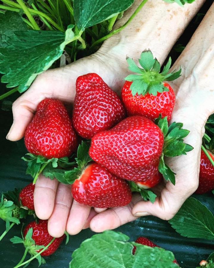 fresh strawberries from Mike's Farm in North Carolina