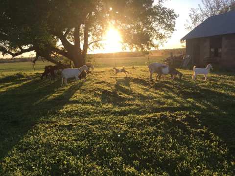 Snuggle With Baby Goats And Drink Wine At Tidewater Winery In Oklahoma
